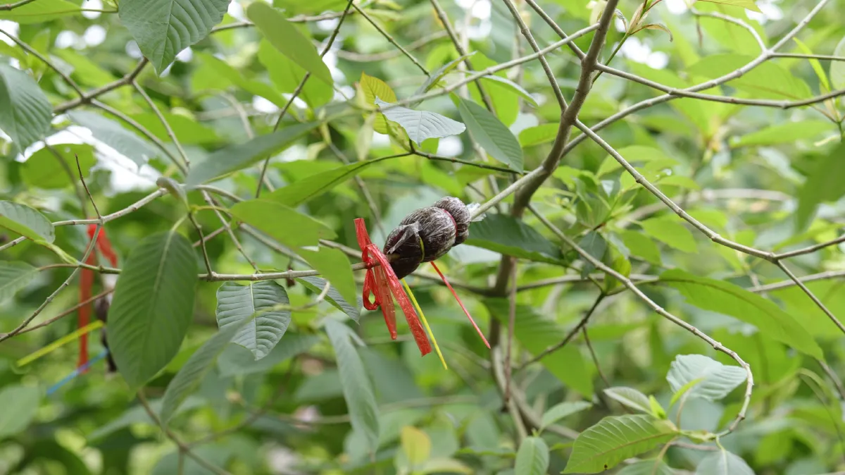 หนุนปลูกกระท่อมพันธุ์คุณภาพต่อยอดพืชเศรษฐกิจในอนาคต