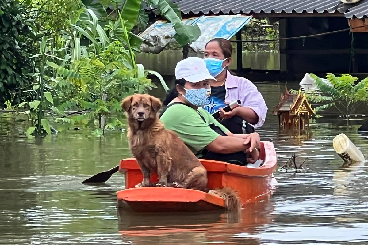 แม่ทัพภาค4-ผู้ว่าฯสุราษฎร์ลุยท่วมช่วยชาวบ้าน