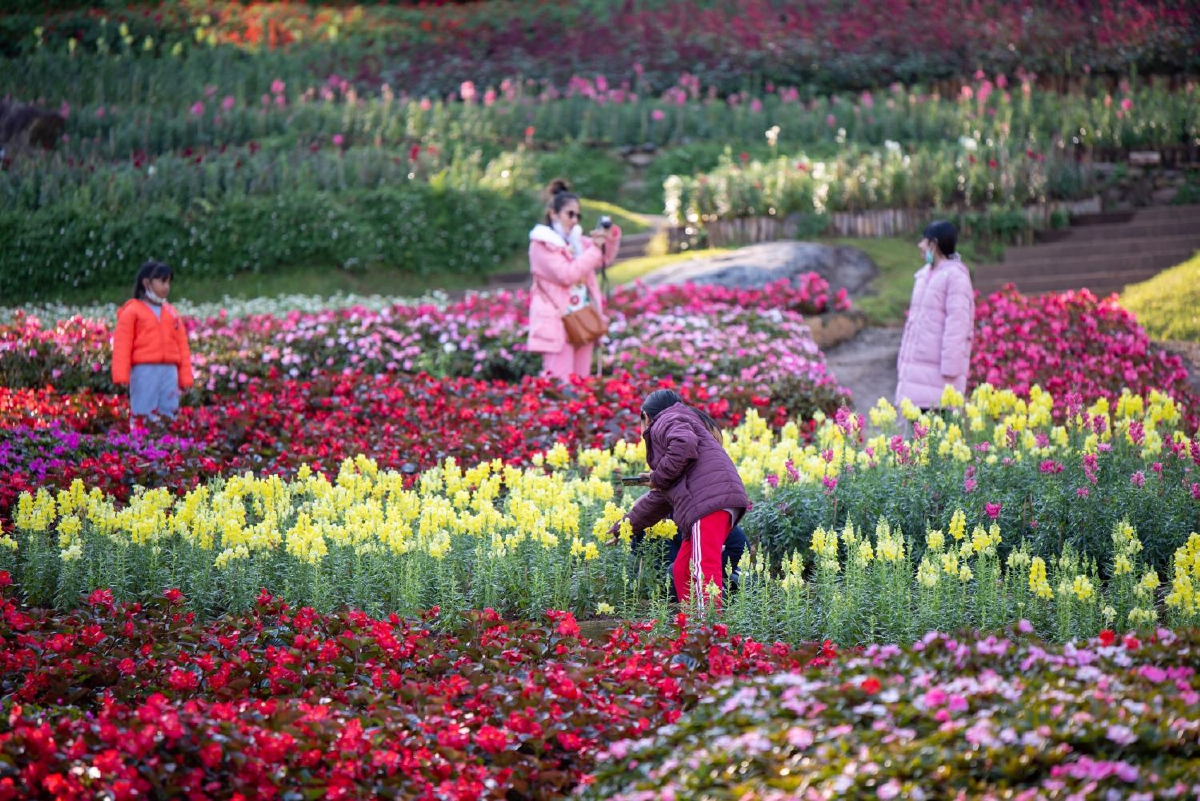 เริ่มแล้ว!งานสีสันแห่งดอยตุงชวนสัมผัสลมหนาวเฝ้าธรรมชาติ เริ่มแล้ว!งานสีสันแห่งดอยตุงชวนสัมผัสลมหนาวเฝ้าธรรมชาติ