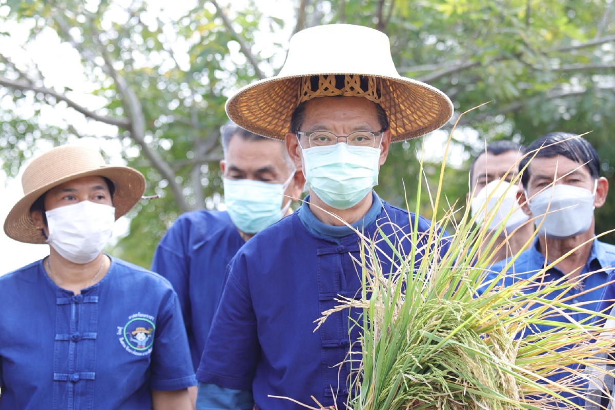 ผู้ว่าฯหมูป่าเร่งยกระดับข้าวหอมปทุมธานี1ตามแนวศาสตร์พระราชา ผู้ว่าฯหมูป่าเร่งยกระดับข้าวหอมปทุมธานี1ตามแนวศาสตร์พระราชา