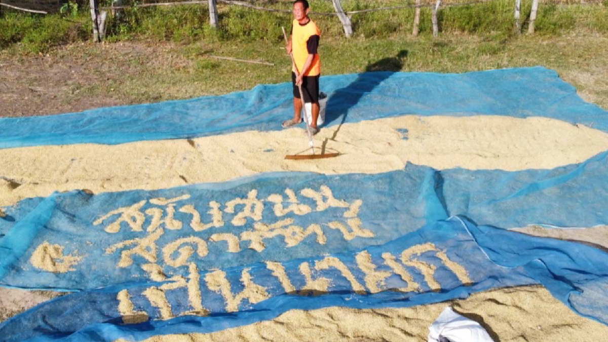 ไทยสร้างไทยเสนอแก้ราคาข้าวหวังเกษตรกรไม่เสพติดการช่วยเหลือจากรัฐ ไทยสร้างไทยเสนอแก้ราคาข้าวหวังเกษตรกรไม่เสพติดการช่วยเหลือจากรัฐ