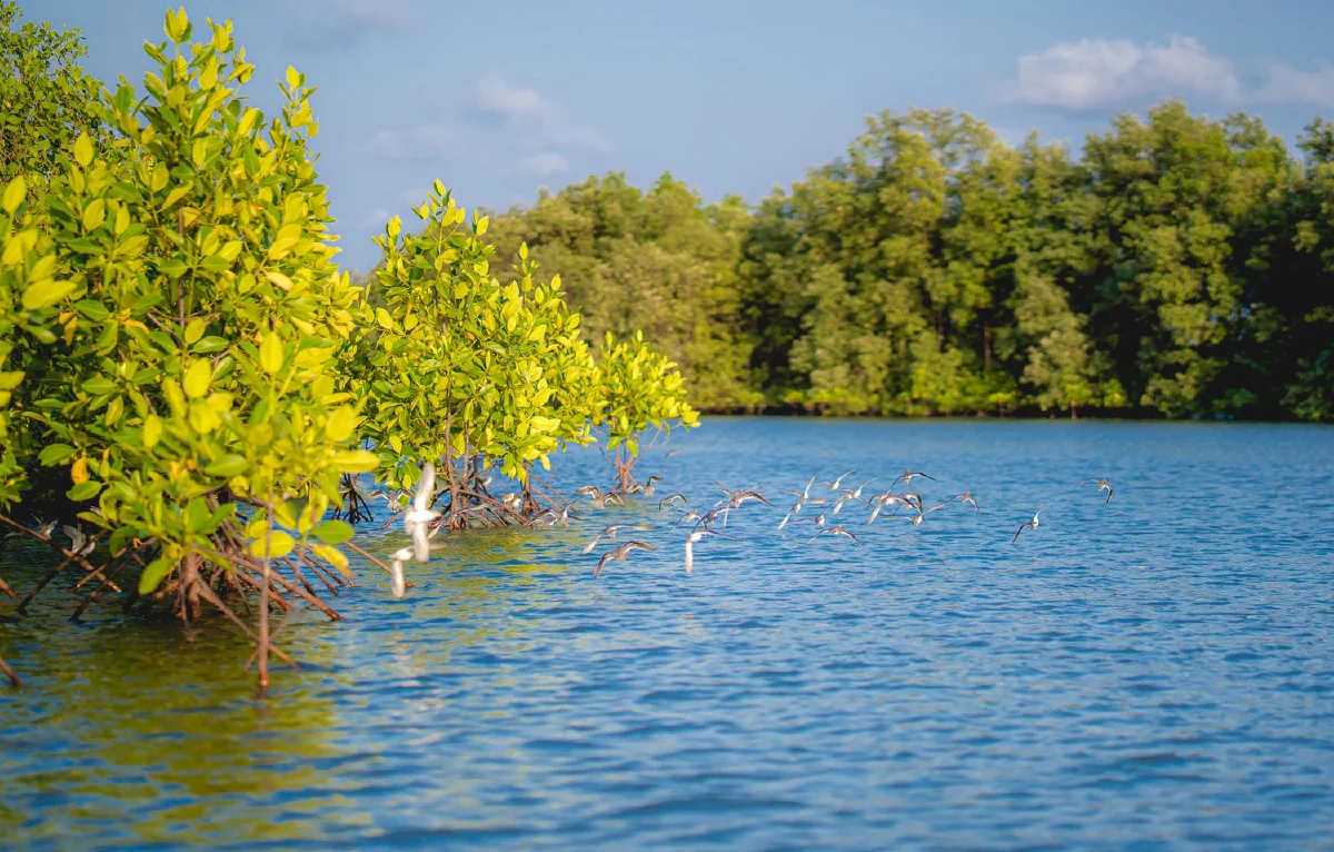 Dow เผยคู่มือเที่ยวป่าชายเลนด้วยตนเอง ฉบับรู้จริงฟินจัง