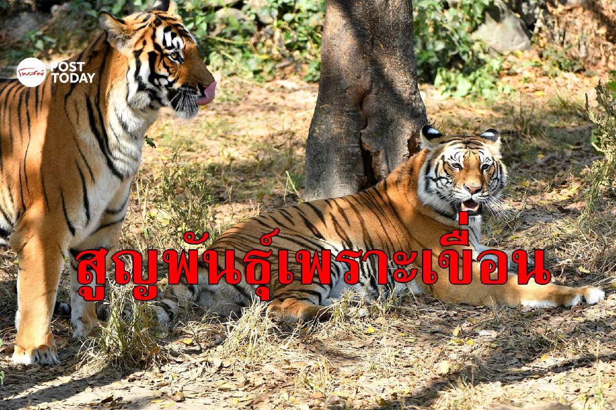 ชี้เขื่อนผลิตไฟฟ้าพลังน้ำคือตัวการทำเสือสูญพันธุ์ ชี้เขื่อนผลิตไฟฟ้าพลังน้ำคือตัวการทำเสือสูญพันธุ์