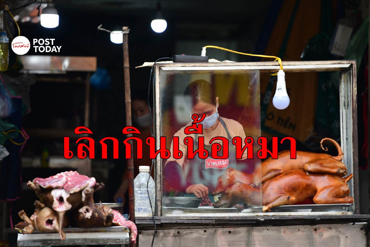 ฮานอยให้คำมั่นลดละเลิกกินเนื้อหมา-แมว ฮานอยให้คำมั่นลดละเลิกกินเนื้อหมา-แมว