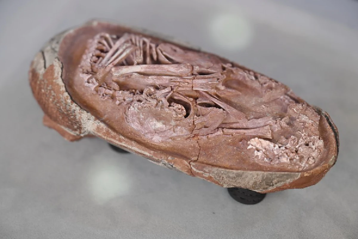 ฟอสซิล ‘ตัวอ่อนไดโนเสาร์’ ในไข่ เชื่อมโยงบรรพบุรุษสัตว์ปีก