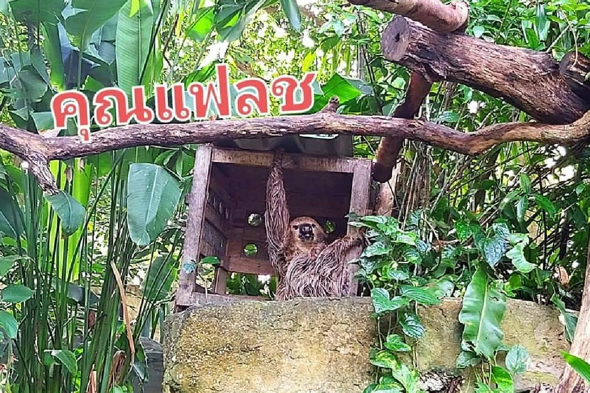 ต้อนรับปีเสือ ชวนเที่ยวสวนสัตว์ไทย ปลอดภัย ด้วยมาตรฐาน SHA Plus