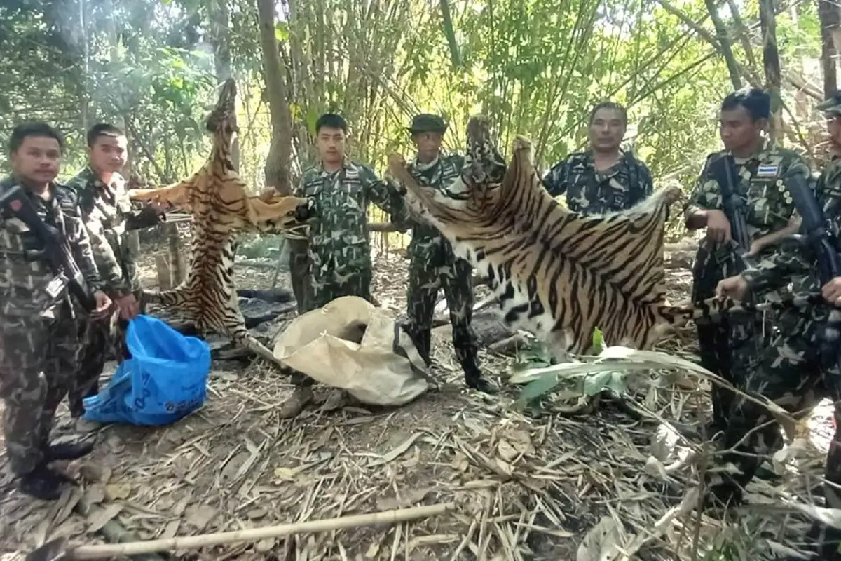 แก๊งพรานลอบชำแหละเสือโคร่งกลางป่าทองผาภูมิ ไหวตัวหนีทัน