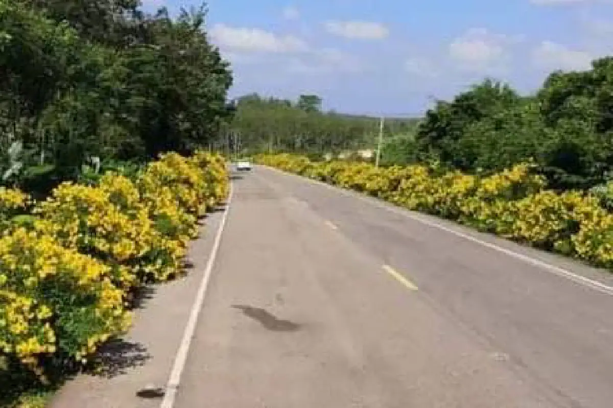 ชายควักเงินแสนปลูกต้นไม้สร้างสุขให้ผู้อื่น