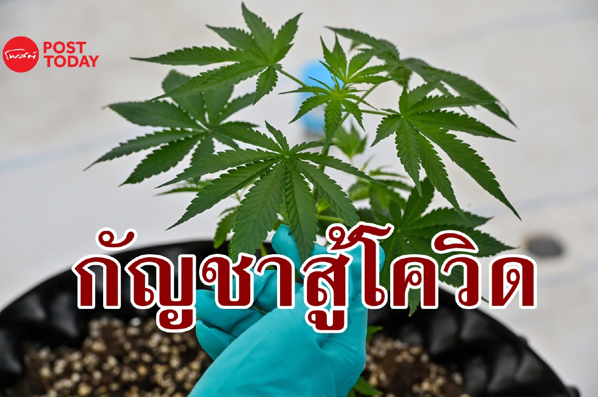 วิจัยพบสารประกอบในกัญชาป้องกันการติดเชื้อจากโควิดได้ วิจัยพบสารประกอบในกัญชาป้องกันการติดเชื้อจากโควิดได้