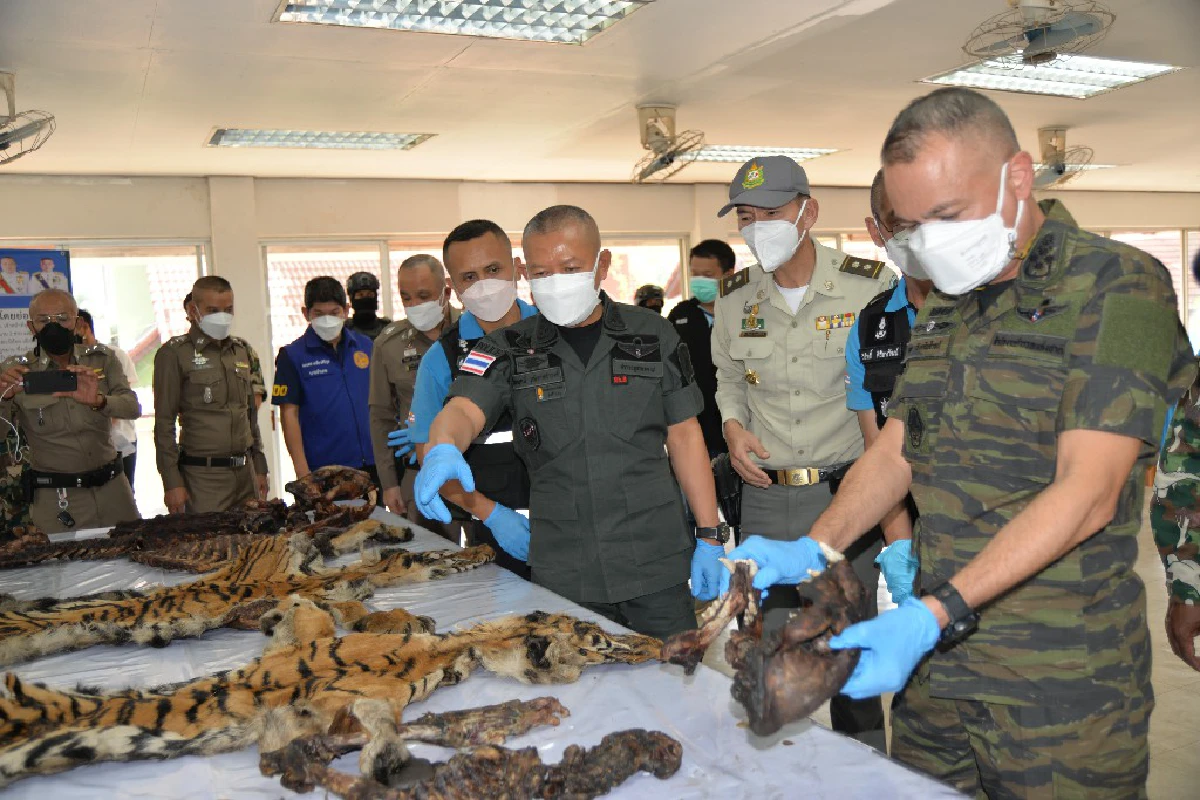 เกมล่าอัปยศจาก"เสือดำ" ถึง "เสือโคร่ง"เหยื่อความเชื่อผิดๆของมนุษย์