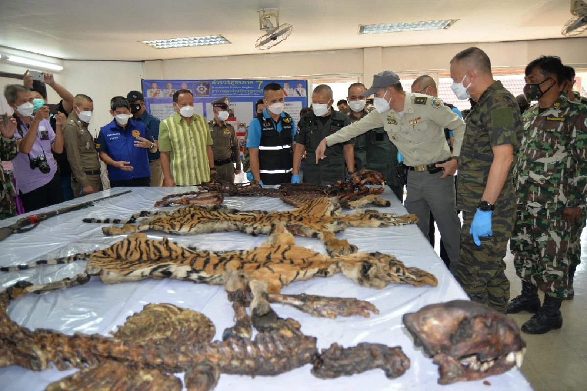 เกมล่าอัปยศจาก"เสือดำ" ถึง "เสือโคร่ง"เหยื่อความเชื่อผิดๆของมนุษย์