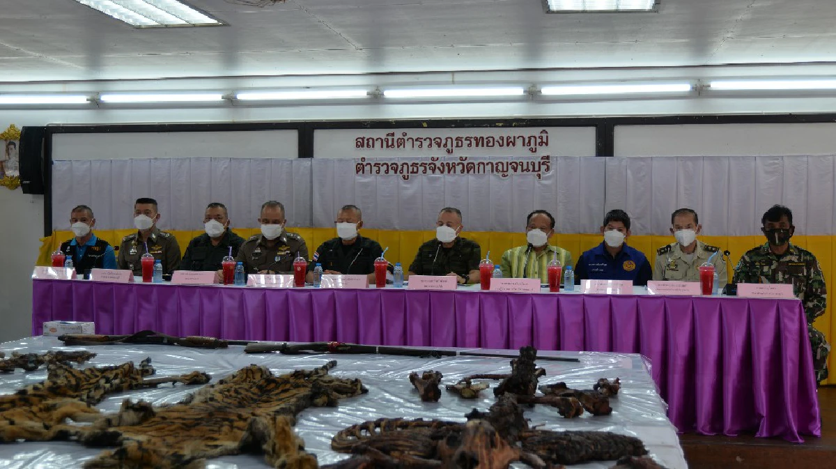 เกมล่าอัปยศจาก"เสือดำ" ถึง "เสือโคร่ง"เหยื่อความเชื่อผิดๆของมนุษย์