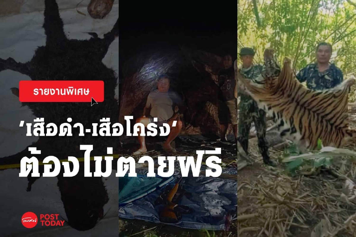 เกมล่าอัปยศจาก"เสือดำ" ถึง "เสือโคร่ง"เหยื่อความเชื่อผิดๆของมนุษย์ เกมล่าอัปยศจาก"เสือดำ" ถึง "เสือโคร่ง"เหยื่อความเชื่อผิดๆของมนุษย์