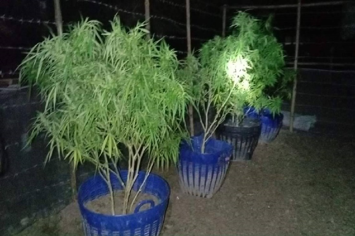 เผยผลวิจัยปลูกกัญชา 6 ต้น บ้านโนนมาลัย สร้างกำไรสูงถึง 1.48 แสน เผยผลวิจัยปลูกกัญชา 6 ต้น บ้านโนนมาลัย สร้างกำไรสูงถึง 1.48 แสน