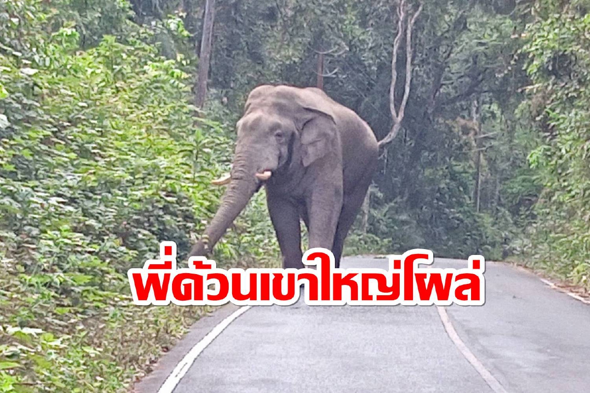 "พี่ด้วน"ช้างป่าอารมณ์ดีเขาใหญ่อวดโฉมนักท่องเที่ยว "พี่ด้วน"ช้างป่าอารมณ์ดีเขาใหญ่อวดโฉมนักท่องเที่ยว