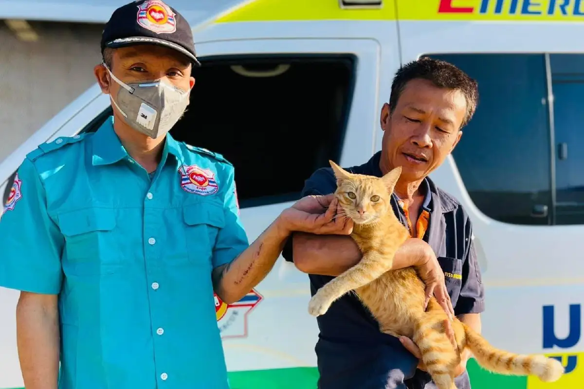 แมวติดสัดปีนต้นก้ามปูสูง5เมตรลงไม่ได้ เจ้าของเรียกกู้ภัยช่วยสำเร็จ