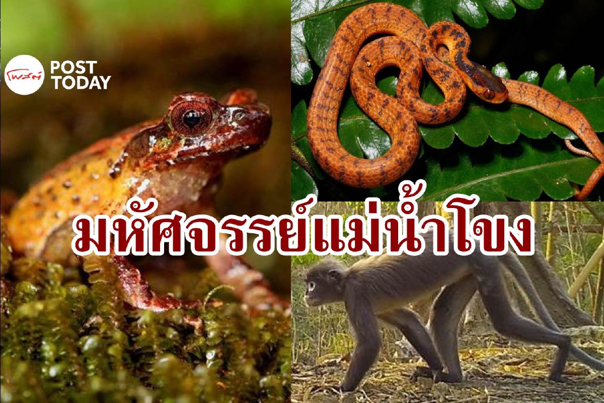 พบสิ่งมีชีวิตใหม่กว่า 200 สายพันธุ์ในลุ่มแม่น้ำโขง พบสิ่งมีชีวิตใหม่กว่า 200 สายพันธุ์ในลุ่มแม่น้ำโขง