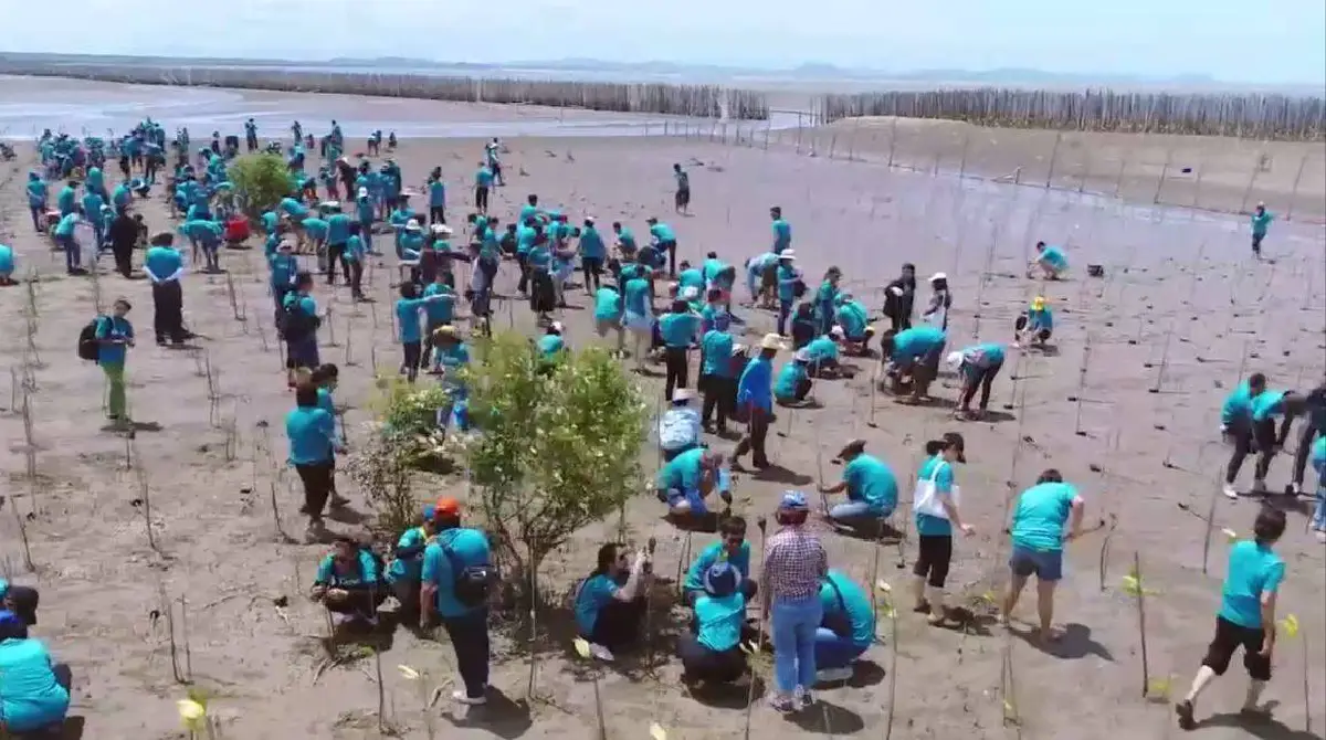 DOW ร่วมลดโลกร้อน ดึงเยาวชนอนุรักษ์ป่าชายเลน