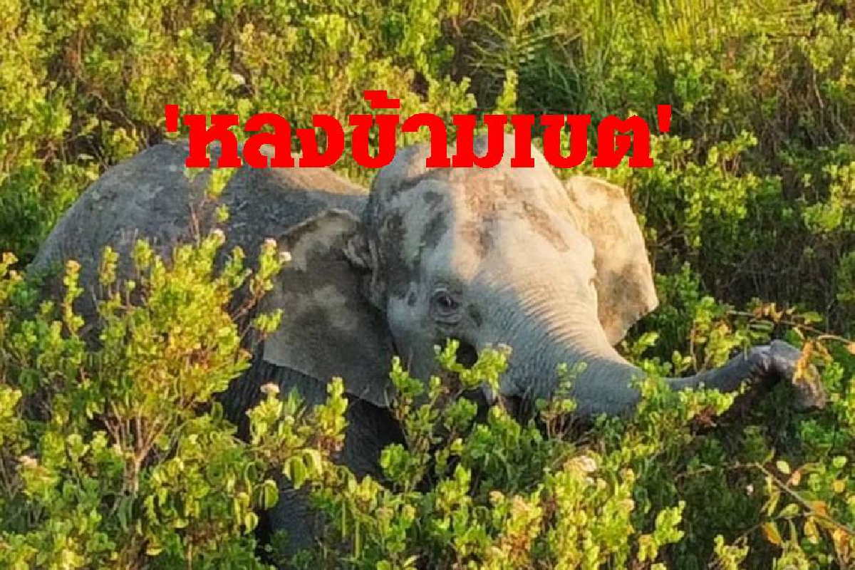 ช้างพลัดหลงข้ามเขตเร่งผลักดัน หวั่นติดหล่มป่าชายเลน ช้างพลัดหลงข้ามเขตเร่งผลักดัน หวั่นติดหล่มป่าชายเลน