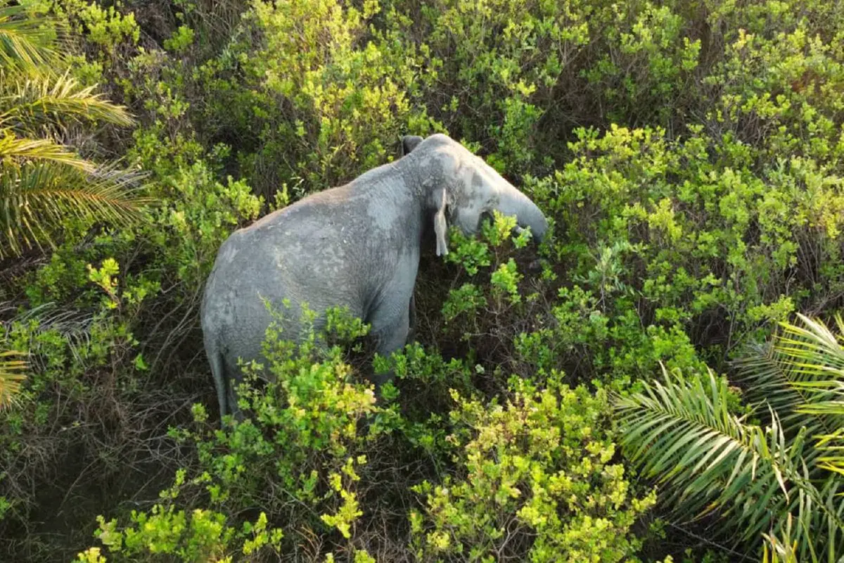 ช้างพลัดหลงข้ามเขตเร่งผลักดัน หวั่นติดหล่มป่าชายเลน