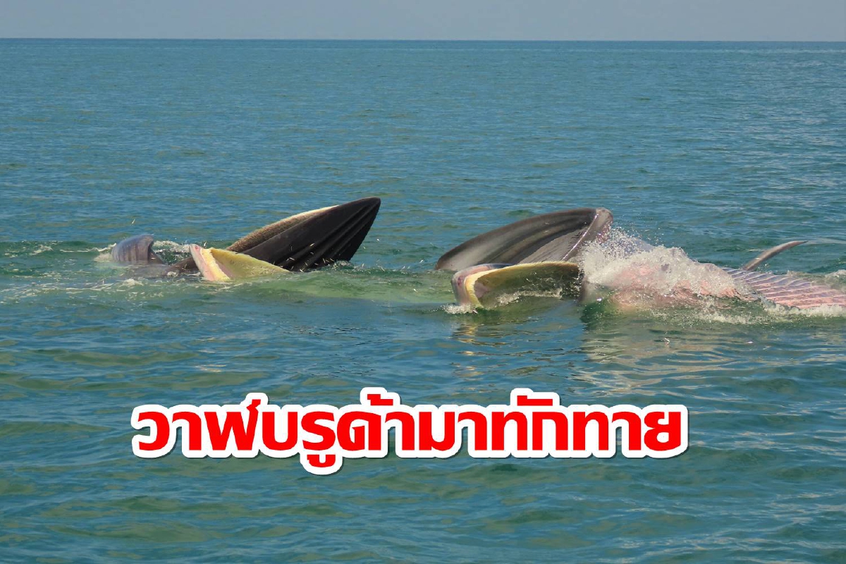 มาตามนัด!วาฬบรูด้าโผล่อุทยานหมู่เกาะอ่างทองมากถึง 6 ตัว มาตามนัด!วาฬบรูด้าโผล่อุทยานหมู่เกาะอ่างทองมากถึง 6 ตัว