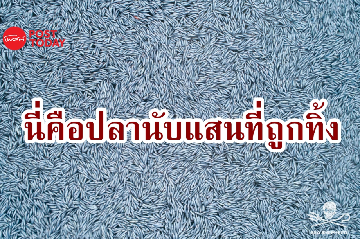 ปลานับแสนลอยตายเป็นแพกลางมหาสมุทรแอตแลนติก ปลานับแสนลอยตายเป็นแพกลางมหาสมุทรแอตแลนติก