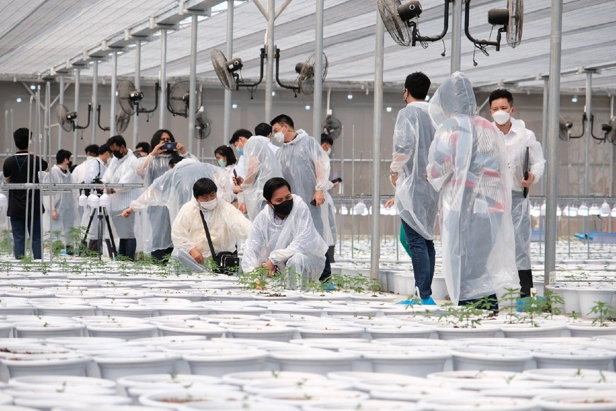 “EE”ผนึก “CW”เดินหน้าเปิดฟาร์มแคนนาบิซเวย์ วัลเล่ย์ เมืองกัญชาในม่านหมอก