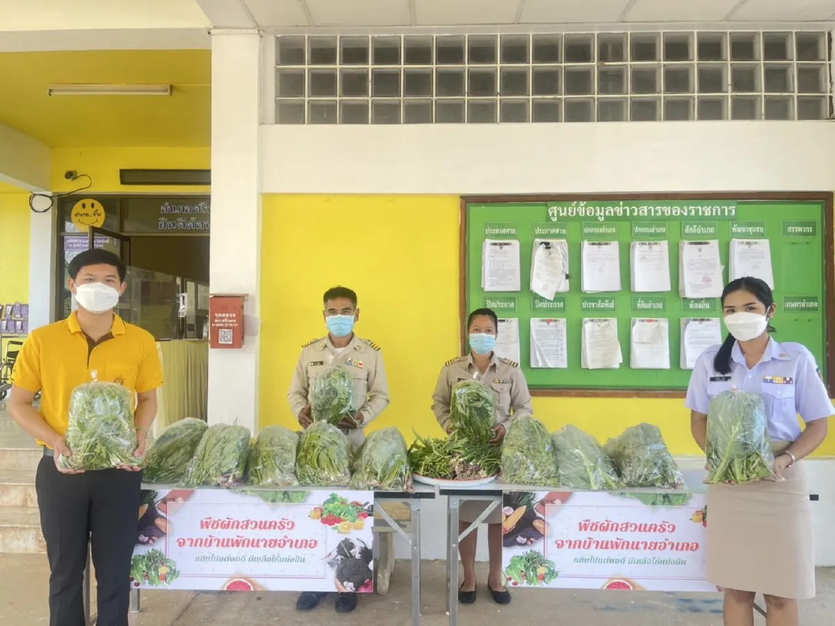 นอภ.ศรีนครสนองนโยบายมท.ปลูกผักสวนครัวแจกให้ชาวบ้านฟรี