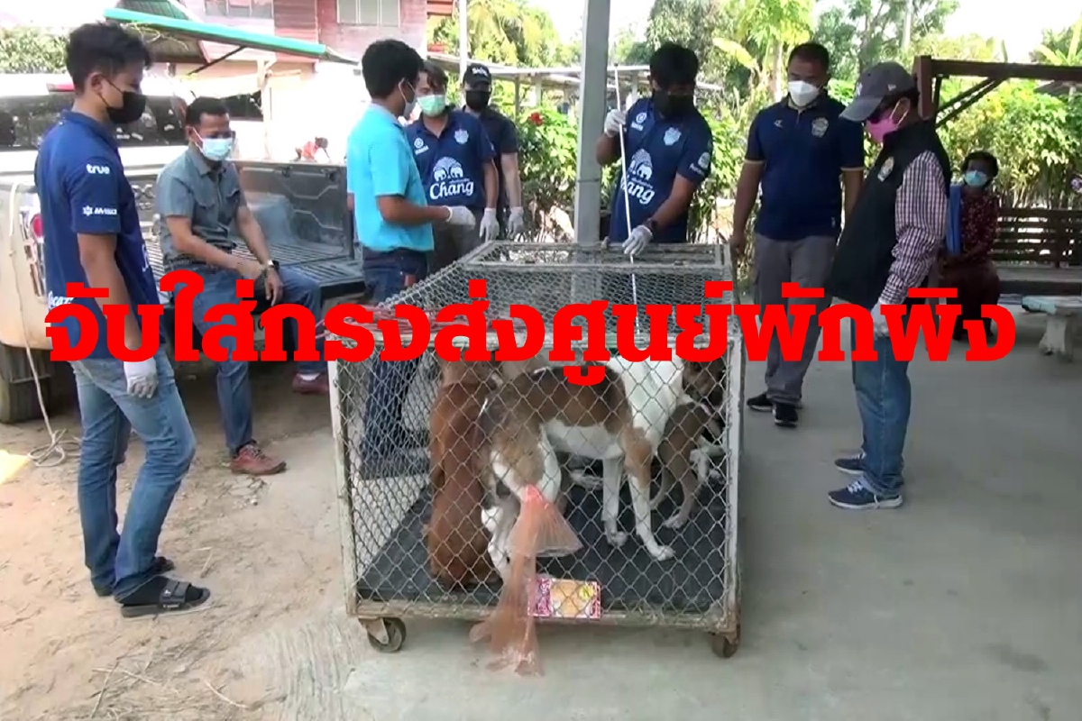 ปศุสัตว์บุรีรัมย์ลุยจับสุนัข6ตัวรุมขย้ำเด็ก4ขวบส่งศูนย์พักพิง ปศุสัตว์บุรีรัมย์ลุยจับสุนัข6ตัวรุมขย้ำเด็ก4ขวบส่งศูนย์พักพิง