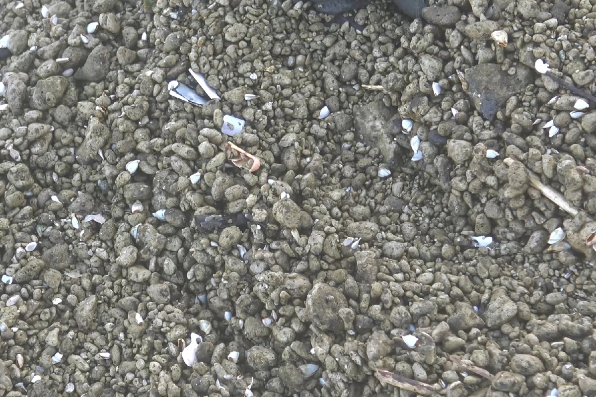 หินภูเขาไฟตัดทะเลถูกคลื่นซัดกระจายเกลื่อนตลอดแนวฝั่งทะเลอ่าวไทย