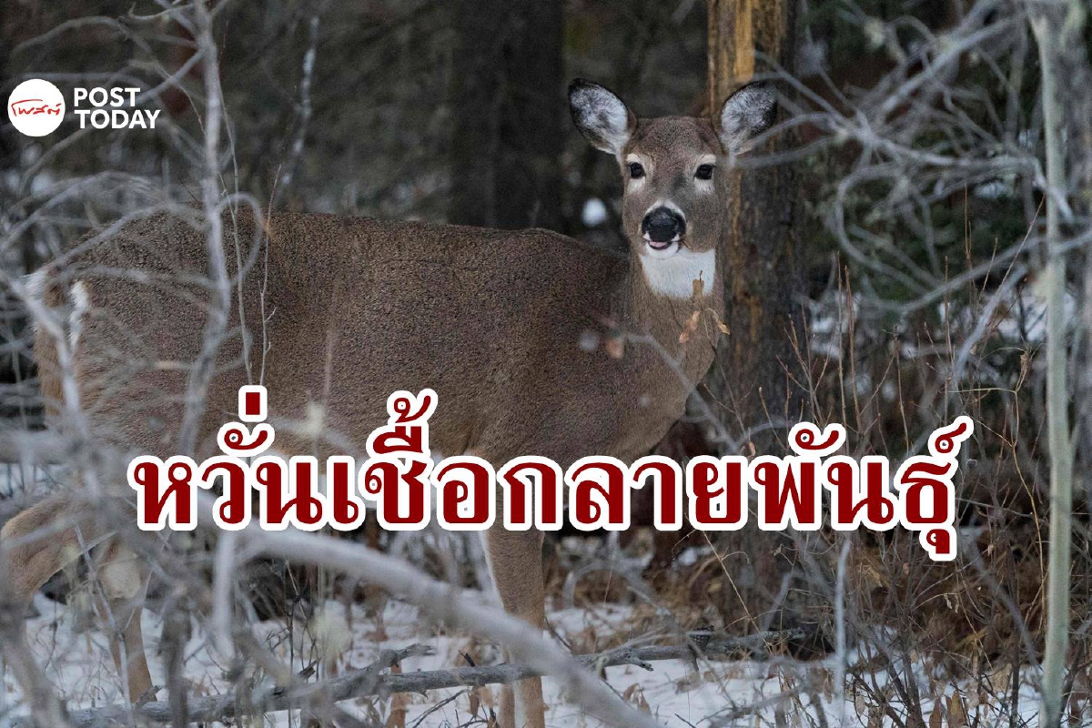 หวั่นกลายพันธุ์อีก! สหรัฐพบกวางติดเชื้อ Omicron หวั่นกลายพันธุ์อีก! สหรัฐพบกวางติดเชื้อ Omicron