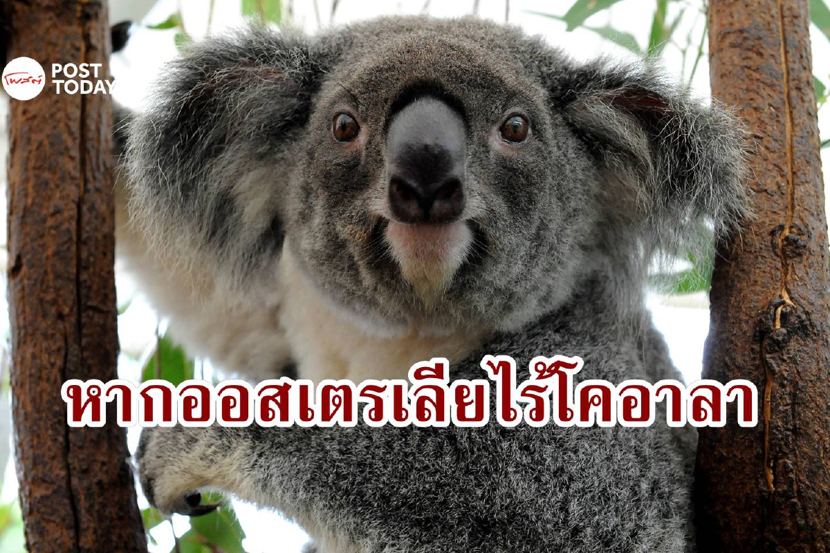 ออสเตรเลียเตือน 'โคอาลา' ใกล้สูญพันธุ์ สัญลักษณ์ของชาติอาจเหลือเพียงภาพถ่าย ออสเตรเลียเตือน 'โคอาลา' ใกล้สูญพันธุ์ สัญลักษณ์ของชาติอาจเหลือเพียงภาพถ่าย