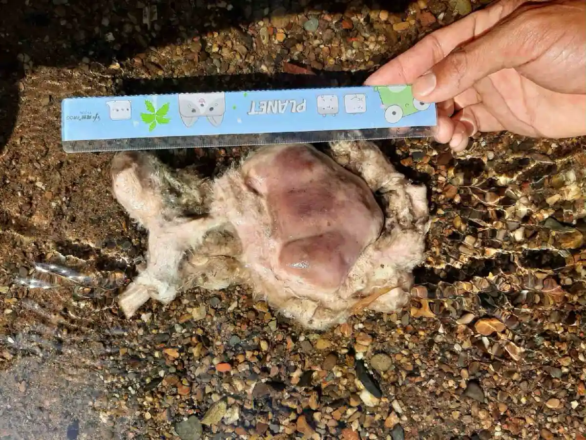 สุดสลด!จนท.อุทยานฯเขาแหลมพบอุ้งตีนเสือขาดจากกับดัก