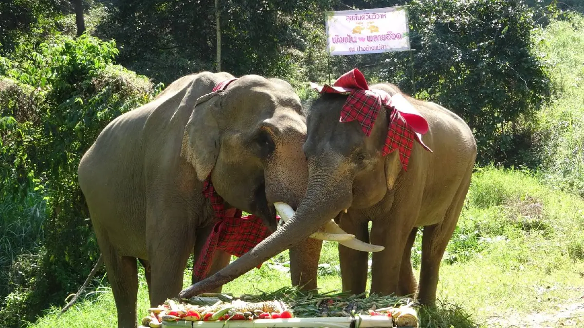 คู่รักช้างบันลือโลก"พลายอ๊อดสุดหล่อ-แม่แป้นสุดสวย"เข้าพิธีวิวาห์