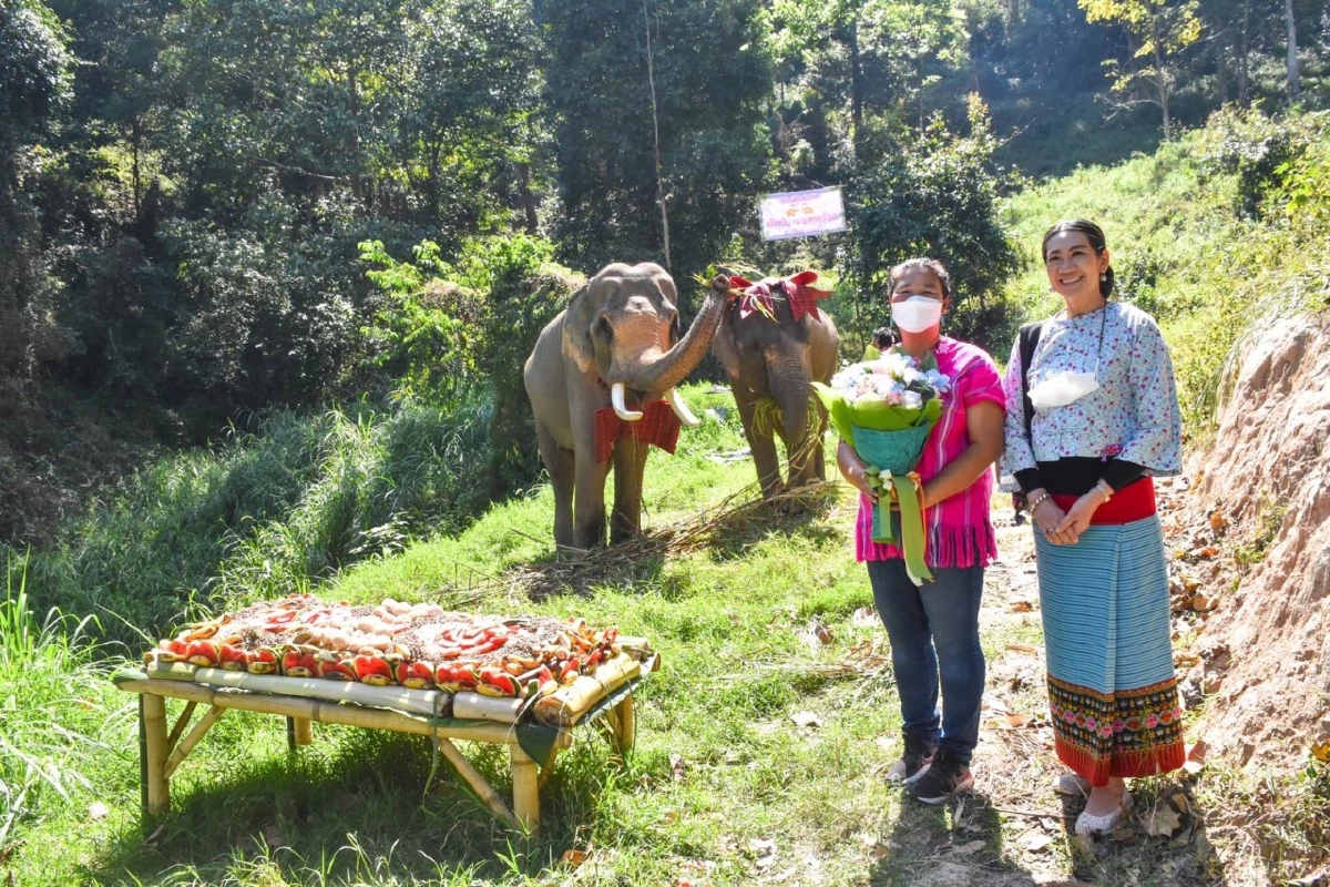 คู่รักช้างบันลือโลก"พลายอ๊อดสุดหล่อ-แม่แป้นสุดสวย"เข้าพิธีวิวาห์
