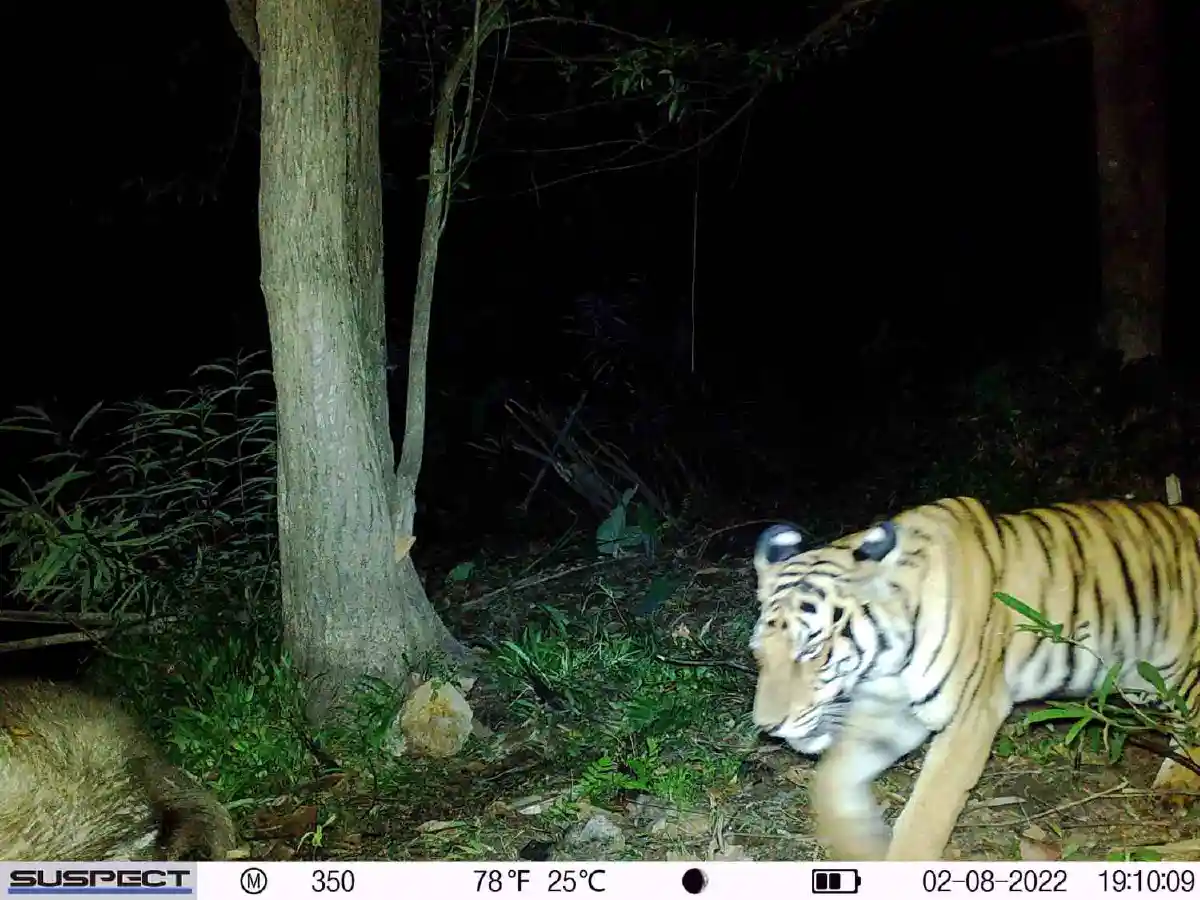 สุดสลด!จนท.อุทยานฯเขาแหลมพบอุ้งตีนเสือขาดจากกับดัก