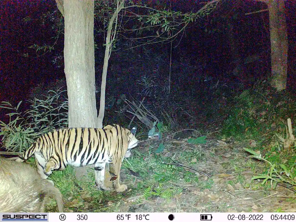 สุดสลด!จนท.อุทยานฯเขาแหลมพบอุ้งตีนเสือขาดจากกับดัก