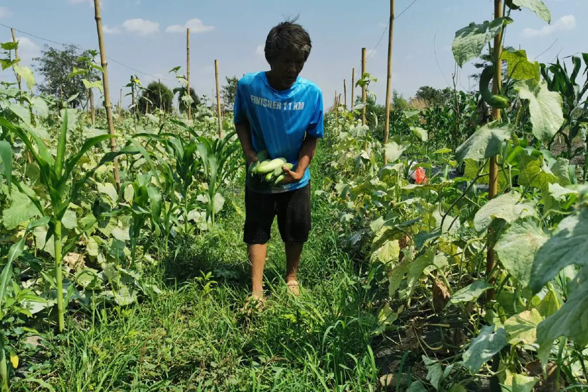 ลุงวัย60ปลูกผักขายส่งลูกสาว3คนเรียนจบปริญญา