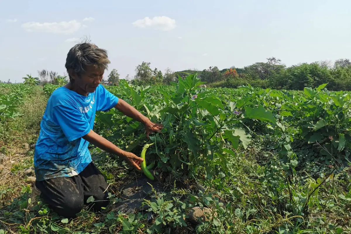 ลุงวัย60ปลูกผักขายส่งลูกสาว3คนเรียนจบปริญญา