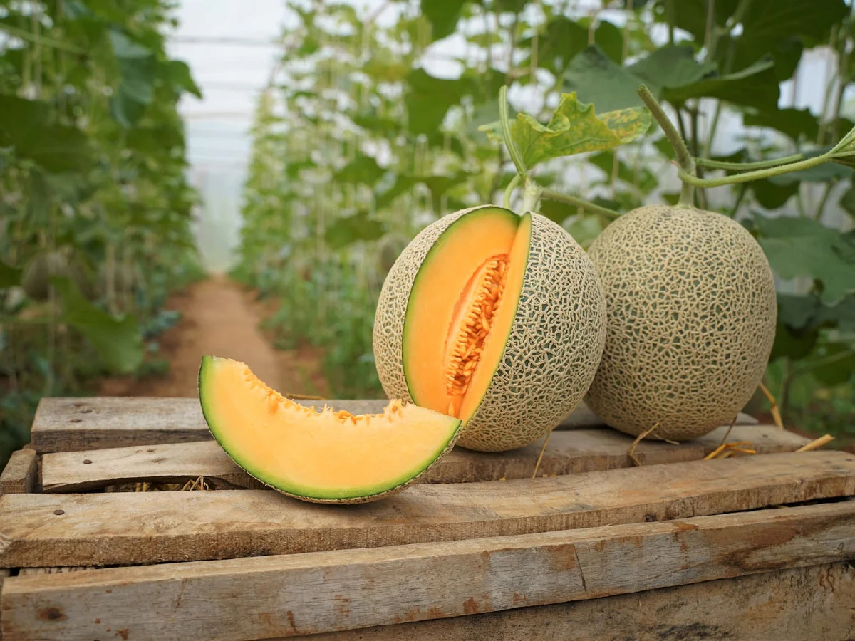 เจียไต๋ฟาร์ม เปิดตัวเมล่อนญี่ปุ่นพรีเมี่ยม 2 สายพันธุ์ใหม่ พร้อมก้าวสู่การเป็น King of Melon ในไทย