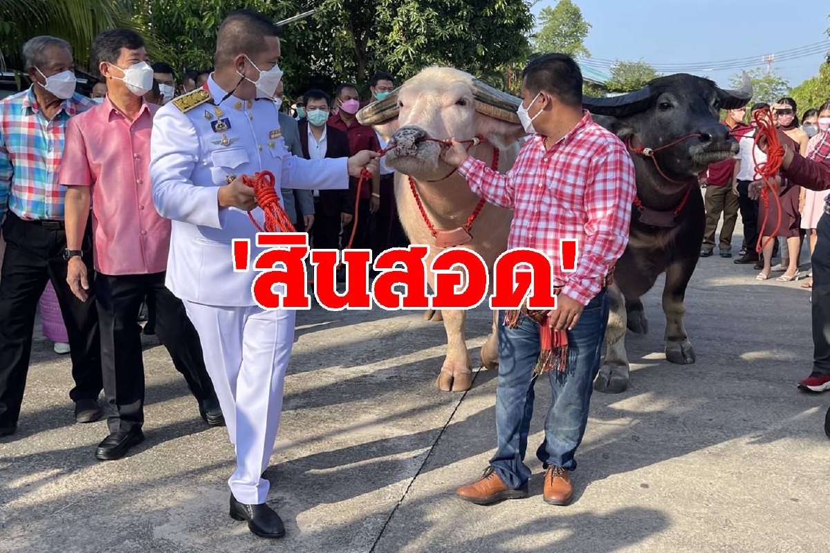 นายอำเภอแต่งภรรยาจูงควายไทยมูลค่ากว่า10ล้านเป็นสินสอด นายอำเภอแต่งภรรยาจูงควายไทยมูลค่ากว่า10ล้านเป็นสินสอด