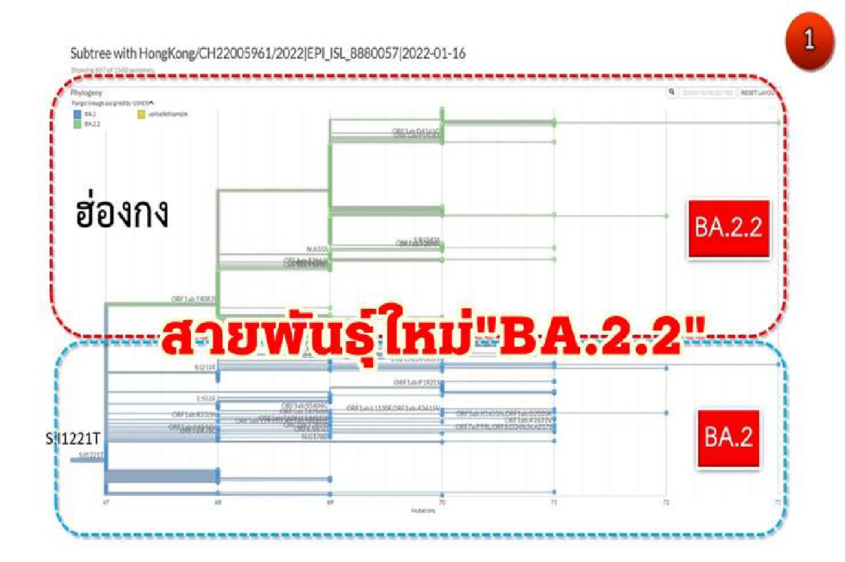 "โอมิครอน" กลายพันธุ์ "BA.2.2" มหาภัยสายพันธุ์ใหม่จาก "ฮ่องกง" ยังไม่พบในไทย "โอมิครอน" กลายพันธุ์ "BA.2.2" มหาภัยสายพันธุ์ใหม่จาก "ฮ่องกง" ยังไม่พบในไทย