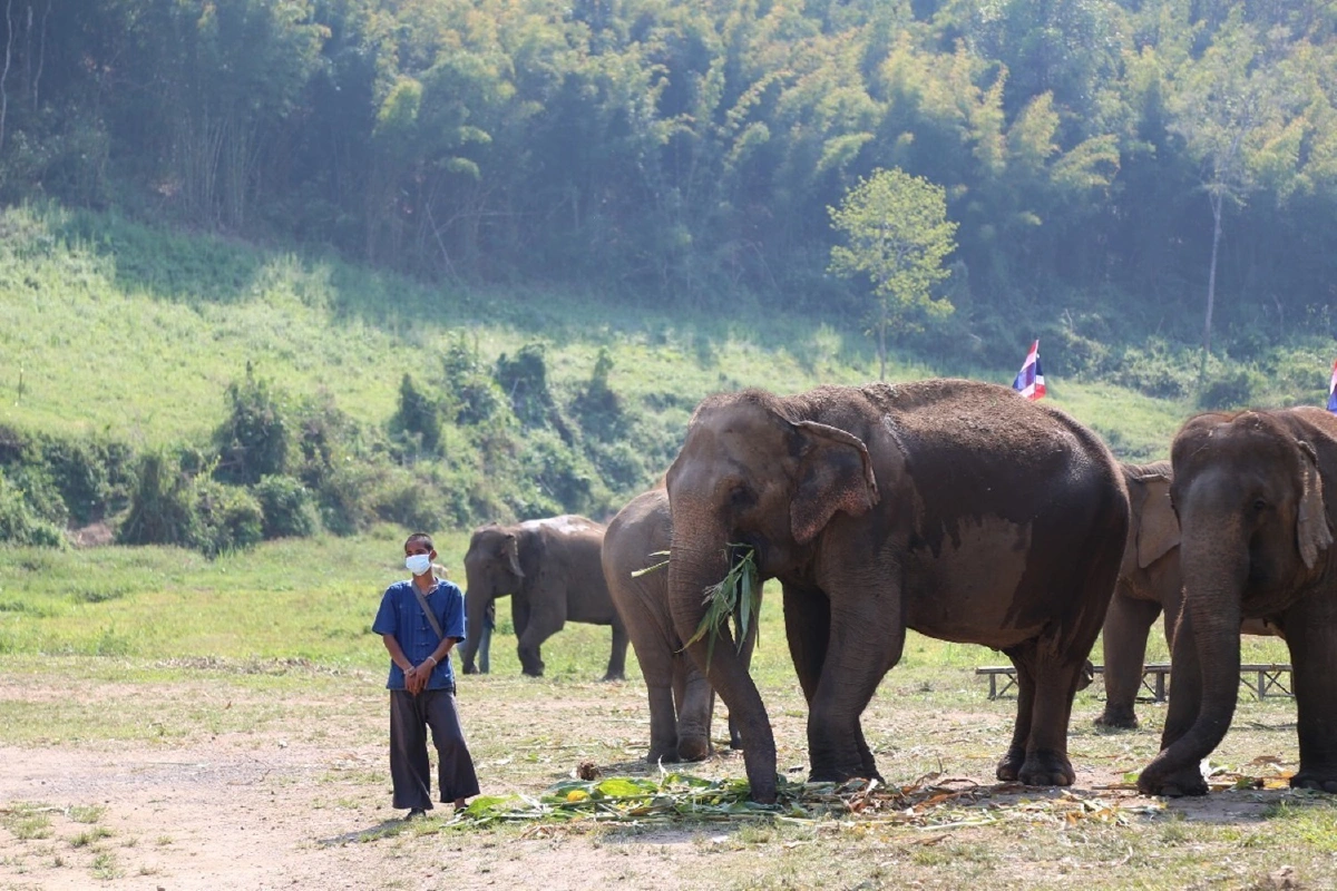 "ธรรมนัส" หันแจกกล้วยช้างเชียงใหม่