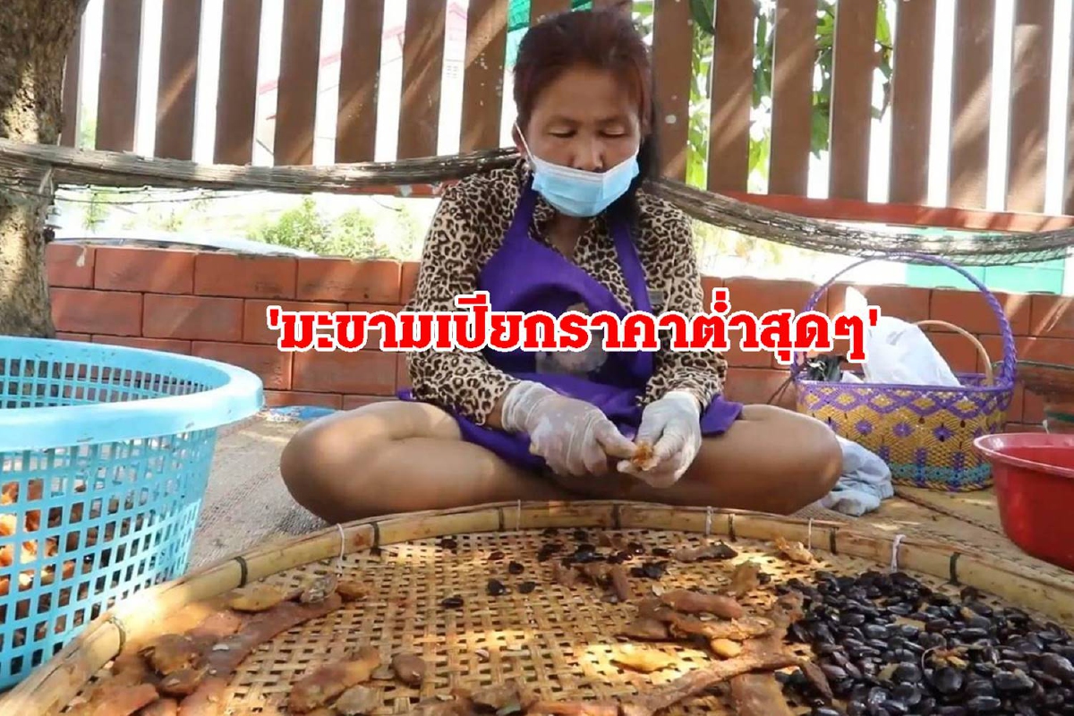 ชาวบ้านโอดมะขามเปียกราคาต่ำสุดๆในรอบหลายปี ชาวบ้านโอดมะขามเปียกราคาต่ำสุดๆในรอบหลายปี