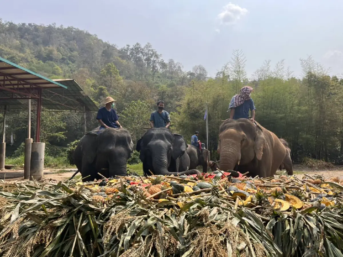 ปางช้างแม่แตงโอดวิกฤตโควิดเดือดร้อนหนักนักท่องเที่ยวหาย