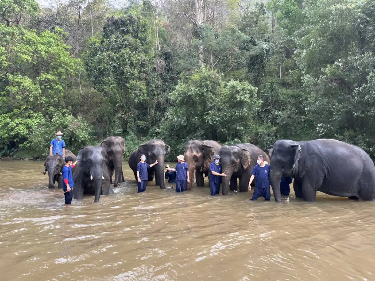 ปางช้างแม่แตงโอดวิกฤตโควิดเดือดร้อนหนักนักท่องเที่ยวหาย
