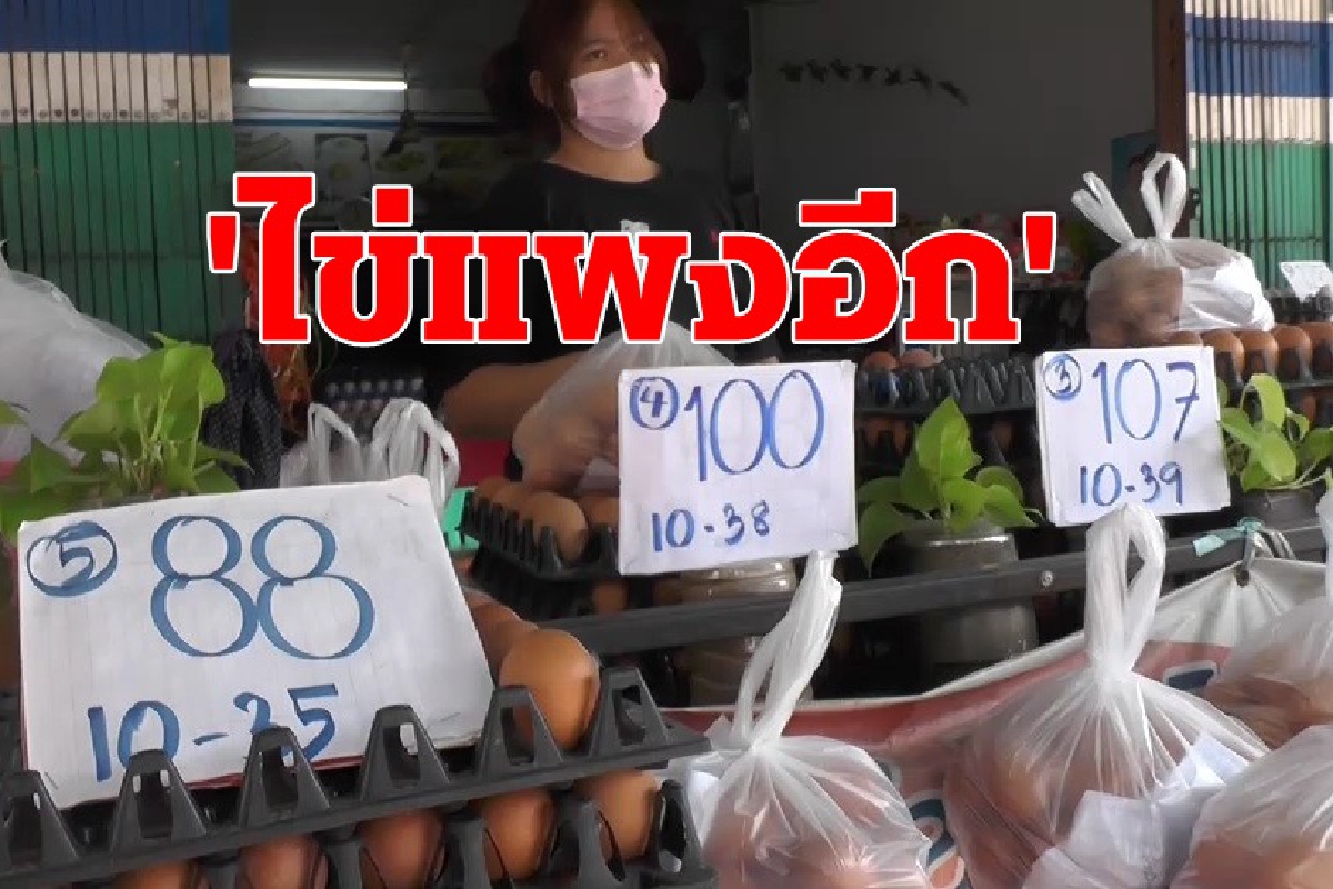 ชัยภูมิอ่วม!ราคาไข่ไก่ปรับขึ้นอีกแผงละ3บาท ชัยภูมิอ่วม!ราคาไข่ไก่ปรับขึ้นอีกแผงละ3บาท