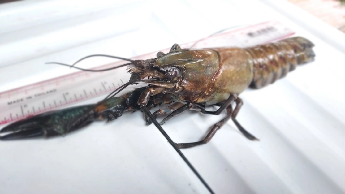 แนะหากพบกุ้งเครย์ฟิชในแหล่งน้ำสาธารณะ ให้ทำลายทิ้งหรือนำไปทำอาหาร