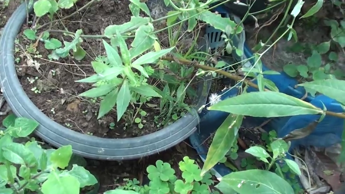 ยาย70โวยแหลกปลูกกัญชา1ต้นไว้รักษาโรคถูกจับยัดห้องขัง