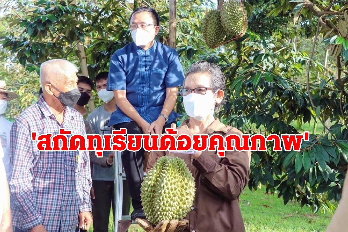 ทุเรียนพันธุ์ชะนีเริ่มออกสู่ตลาด ผู้ว่าฯตราดป้องกันผลผลิตด้อยคุณภาพ ทุเรียนพันธุ์ชะนีเริ่มออกสู่ตลาด ผู้ว่าฯตราดป้องกันผลผลิตด้อยคุณภาพ